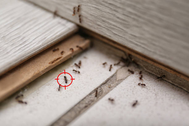 Best Residential Pest Control  in Derby, KS