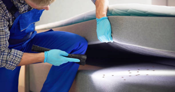 Best Termite Control Services  in Derby, KS