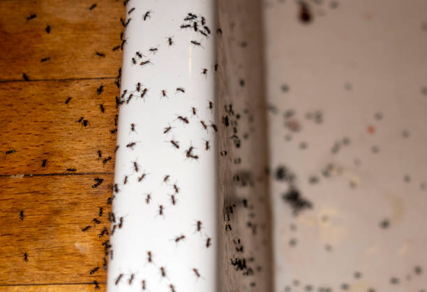 Best Commercial Pest Control Services  in Derby, KS