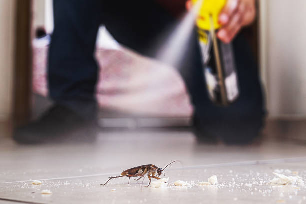 Best Wasp Removal Services  in Derby, KS